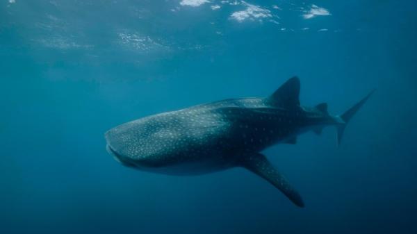 Whaleshark