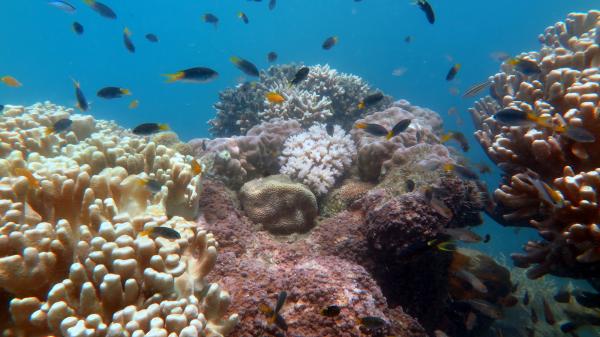 Corals at Palm Island