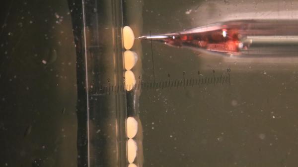 Microinjection of CRISPR-Cas9 reagents in fertilised coral (Acropora millepora) eggs