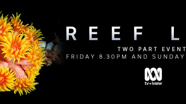 Reef live daisy coral banner
