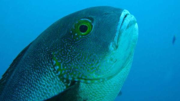 Midnight snapper M.macularis fish