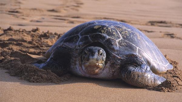 A green turtle resting on a beach
