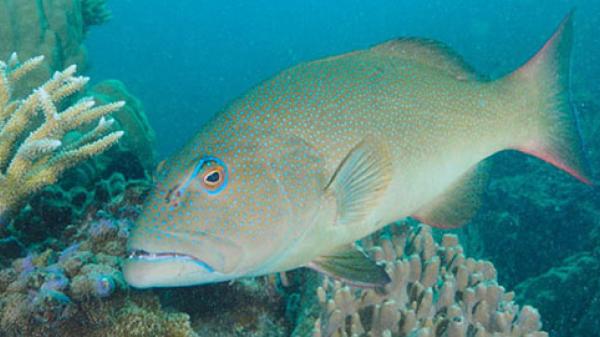 spotted fish next to coral