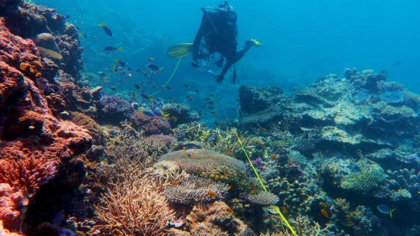 Diver on transect tape on healthy reef