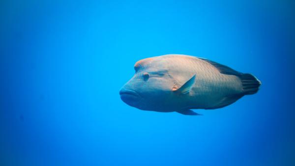 A large humphead maori wrasee against a blue underwater background