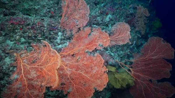 fan corals on a deep reef