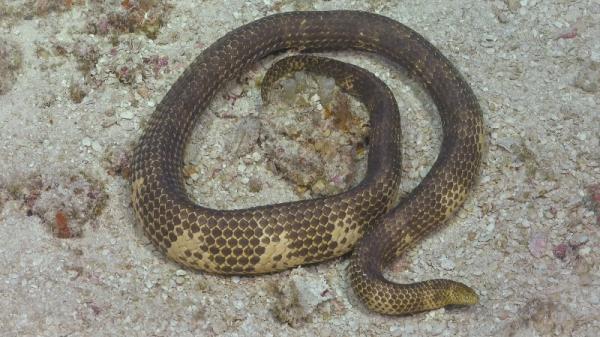 seasnake on sand underwater