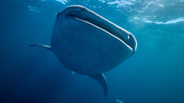 whale shark