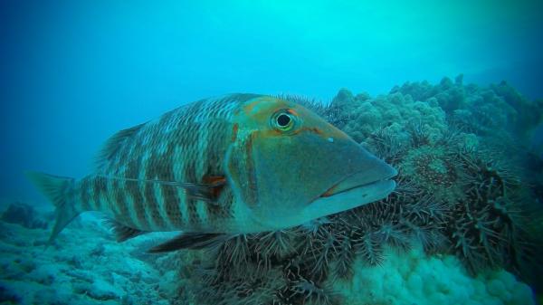 large fish in front of coral covered in starfish