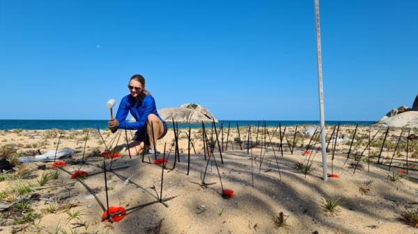 Person on beach with equipment to protect turtle nest
