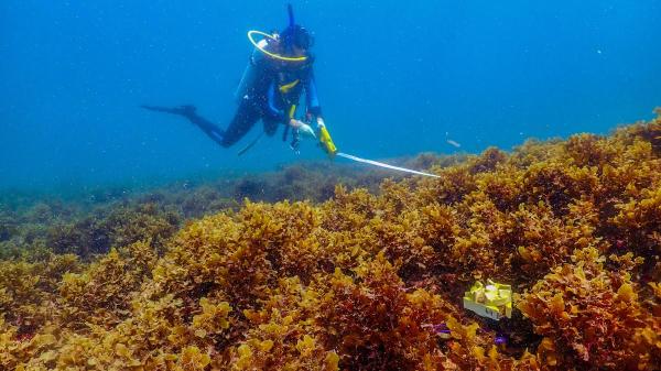Diver above algae-covered reef with measuring tape. A coral seeding devices is seen in the foreground