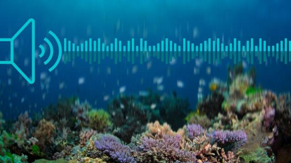 soundwave and speaker graphic over coral reef photo