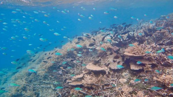 blue green chromis swim above coral reef