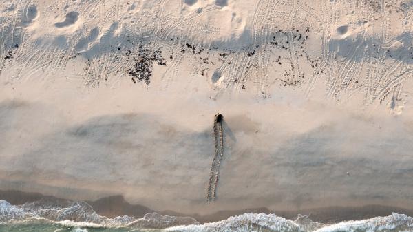 A turtle crawls onto a beach as seen from above