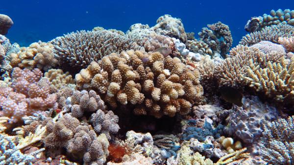 a section of reef with many different shaped corals