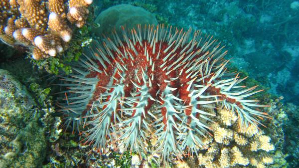 crown-of-thorns starfish on coral