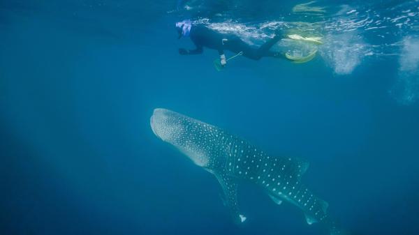 snorkeler swims with a whale shark