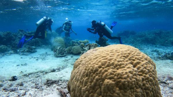 divers around large round coral bommie
