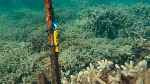 starpicket on reef with yellow plastic tube attached to it with cable ties.