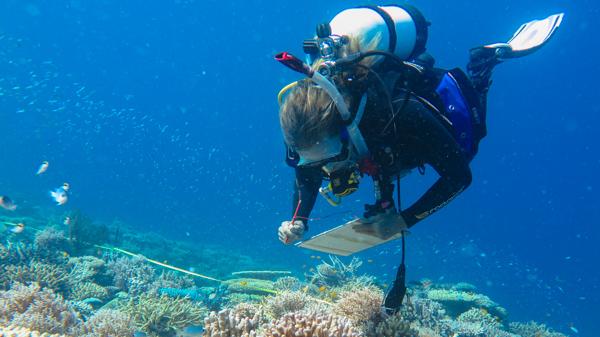 diver with slate looking at healthy coral reef with tape meaasure
