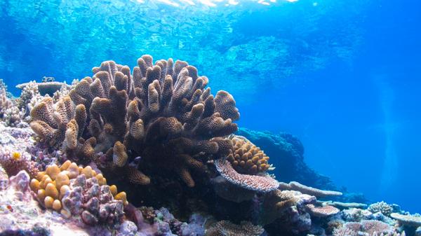 pretty reefscape, with nice colony in front