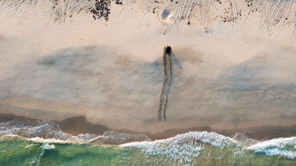an aerial photo of a turtle crawling up a beach
