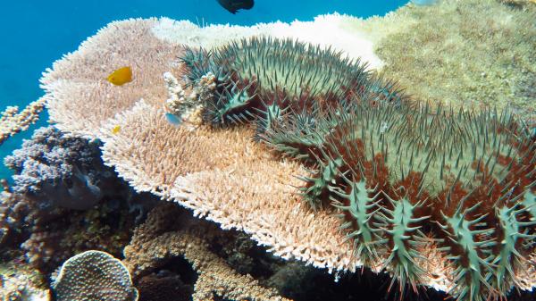 2 crown of thorns starfish on coral