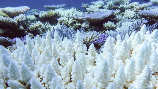white coral sits in front of pale and white corals on a reef