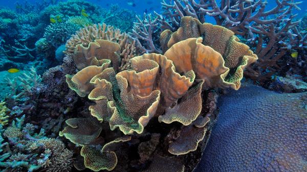 pretty corals scene on a reef