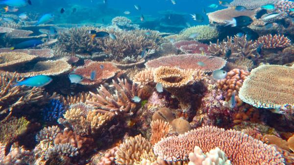 a reef covered in different corals, mainly branching and table corals
