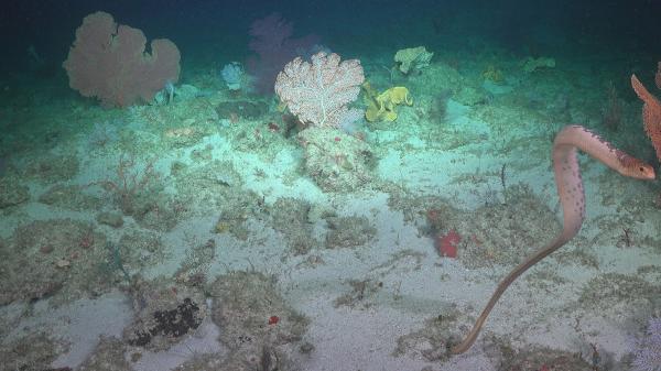olive sea snake swimming above the sea floor