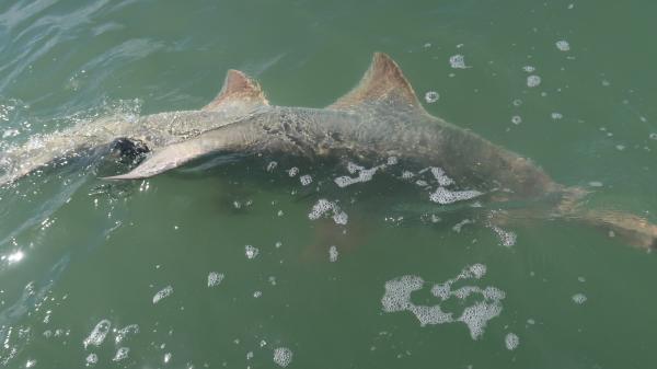 a long grey sawfish just under the surface of the water, which is a bit green and murky