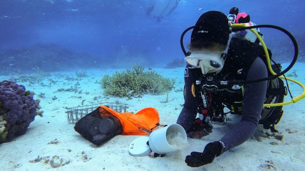 A scuba diver collects sand for later analysis