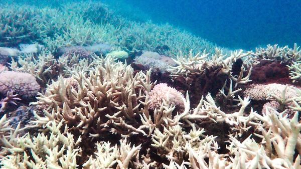 bleached reef