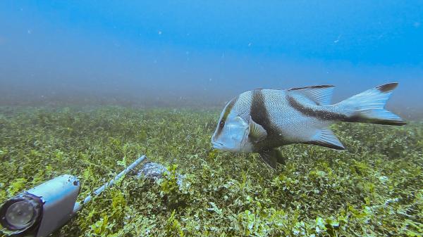 Red Emperor swims over sea grass as captured on a baited underwater remote video station