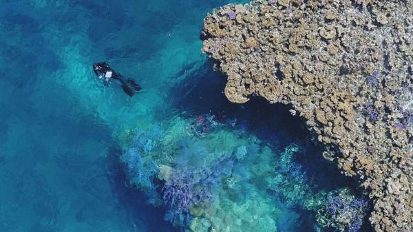 Aerial shot of a diver next to a reef flat