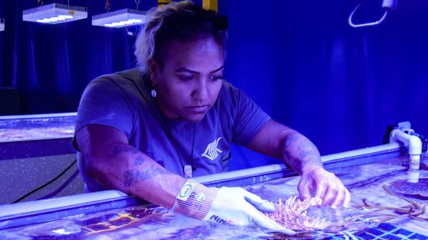indigenous woman cares for coral in an aquaria