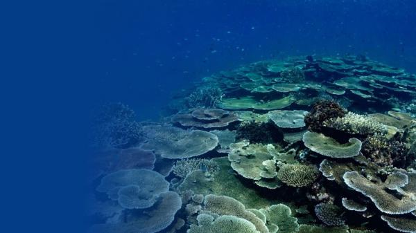 Round flat hard corals cover a reef on the right of the image.