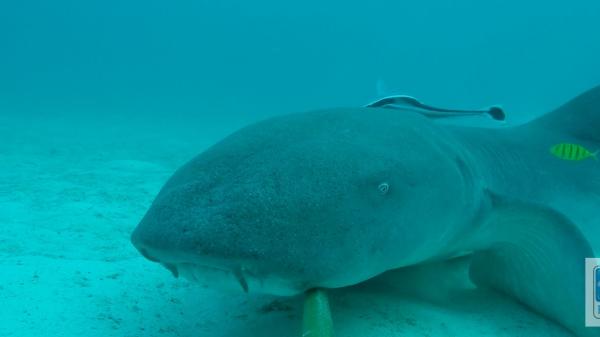 A TAWNY NURSE SHARK