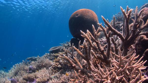 Coral reefscape