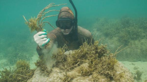 a person underwater holding a handful of seaweed next to a coral