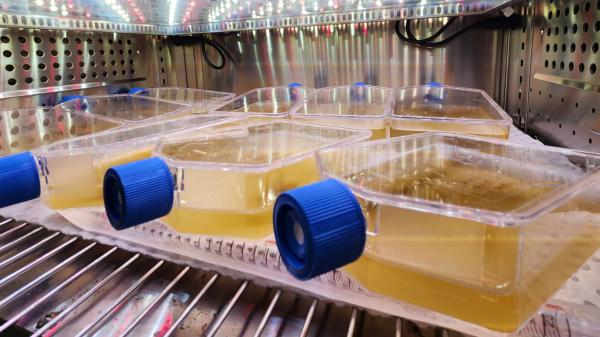 bottles lying down on a rack