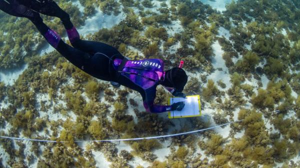 Snorkeler holds a clipboard and swims over a seabed of seaweed