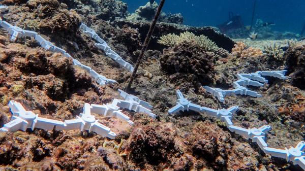 white coral seeding devices on a reef