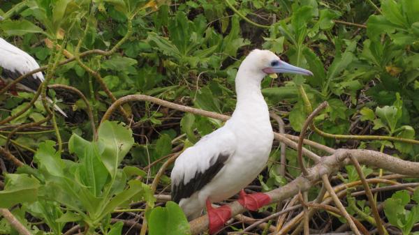 Two birds sit on tree branches