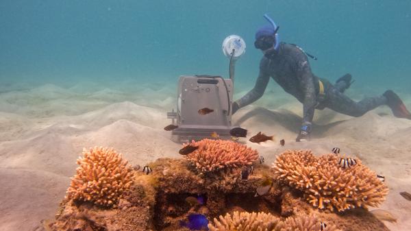 A snorkeller is underwater on a sandy bottom with an underwater speaker behind a small artificial reef