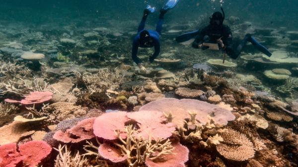 a reefscape showing corals affected by bleaching and two divers holding monitoring tools