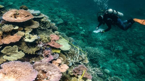 diver monitors a coral reef showing bleaching