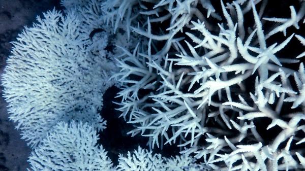 Looking down at fully bleached coral