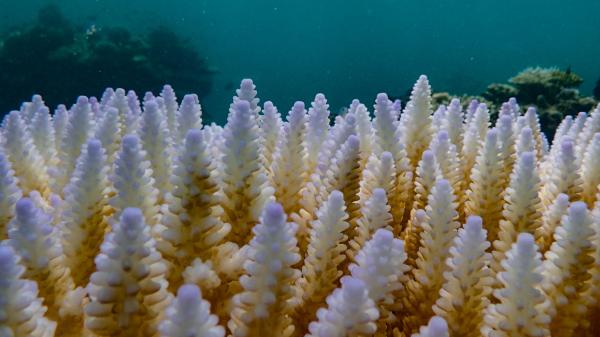Close up of a coral colony showing signs of bleaching